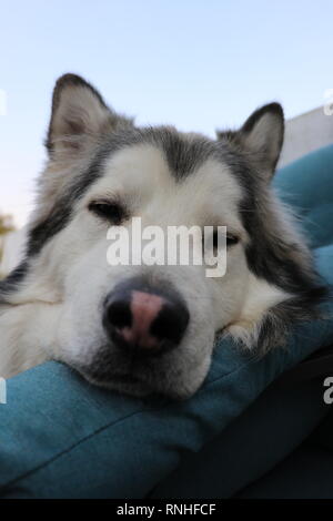 Ritratto di un Alaskan Malamute Cane Foto Stock