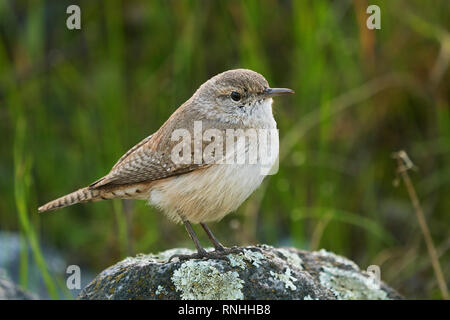 Rock Wren (Salpinctes obsoletus) Foto Stock