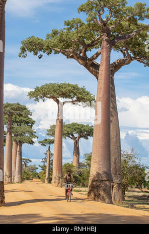 Ciclista in Viale dei baobab, Madagascar Foto Stock