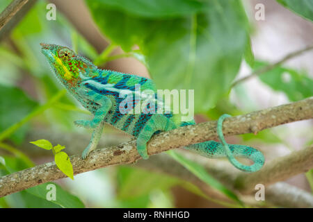 Panther chameleon (Furcifer pardalis) Foto Stock