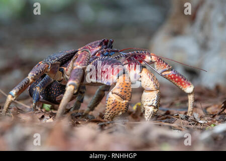 Il granchio del cocco (Birgus latro), Seicelle Foto Stock