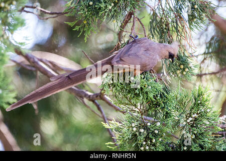 Mousebird mangiare nella struttura ad albero Foto Stock