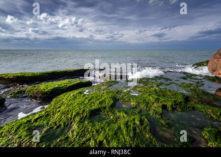 Colori del mare a riva con le alghe verdi Foto Stock