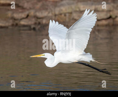 Un Airone bianco maggiore, Ardea alba, vola basso su un laghetto. Foto Stock