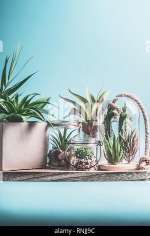 Green House di piante in vaso, vetro terrario e vasi su tabella a sfondo blu. Varie piante succulente e cactus in ciotole in vetro. Moderna piscina p Foto Stock