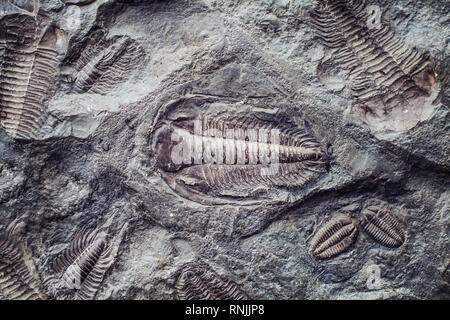 L'impronta di antiche trilobiti in una pietra. Trilobiti, un gruppo di fossili di marini estinti arachnomorph artropodi, classe Trilobita Foto Stock