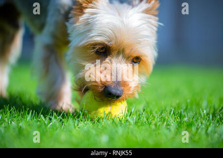 Adorabili Australian Silky Terrier giocare con palla da tennis sul fresco prato falciato in estate calda giornata di sole. Cane gioca su erba appena tagliata con sfera gialla. Foto Stock