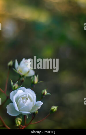 Rose bianche in un giardino con spazio di copia Foto Stock