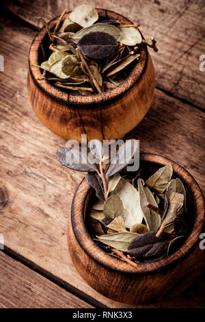 Essiccato lingonberry lascia nella medicina tradizionale.medicina omeopatia concetto Foto Stock