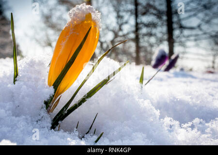 Il croco giallo fiori che emergono nella luce solare attraverso una copertura di neve. Foto Stock