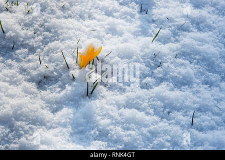 Il croco giallo fiori che emergono nella luce solare attraverso una copertura di neve. Foto Stock