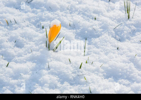 Il croco giallo fiori che emergono nella luce solare attraverso una copertura di neve. Foto Stock