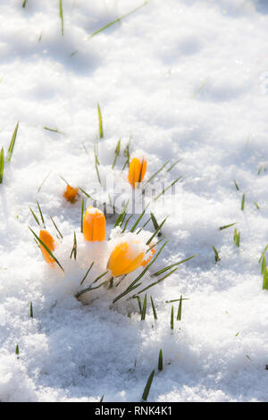 Il croco giallo fiori che emergono nella luce solare attraverso una copertura di neve. Foto Stock