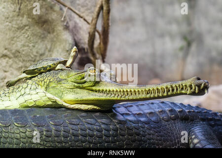 Gharial coccodrillo indiano avente un riposo in acqua e la tartaruga in appoggio su una testa gharial Foto Stock