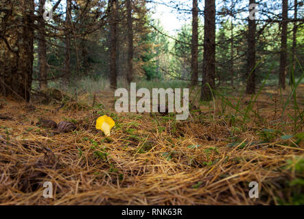 Giallo terra lingua funghi in un bosco di larici Foto Stock