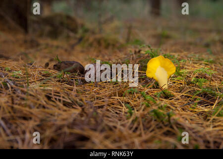 Giallo terra lingua funghi in un bosco di larici Foto Stock