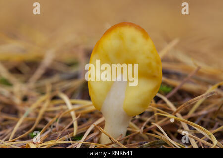 Giallo terra lingua funghi in un bosco di larici Foto Stock