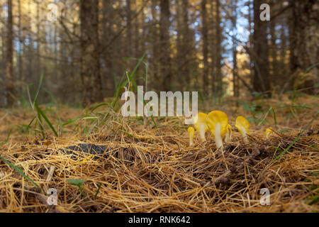 Giallo terra lingua funghi in un bosco di larici Foto Stock