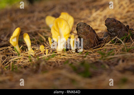 Giallo terra lingua funghi in un bosco di larici Foto Stock