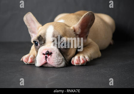 Carino bulldog francese cucciolo dormire in pietra nera di sfondo, animale domestico concept Foto Stock