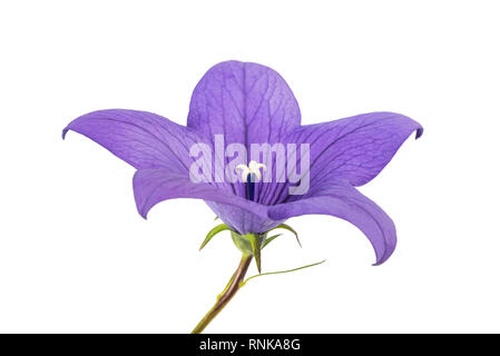 Fiore a palloncino ( campanula) isolato su sfondo bianco Foto Stock