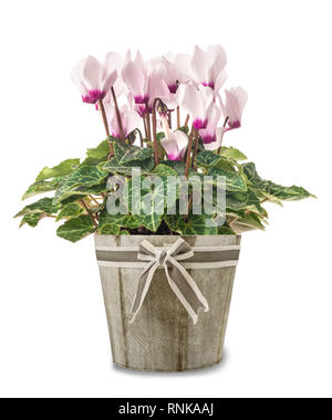 Ciclamino pianta con i fiori in vaso isolato su bianco Foto Stock