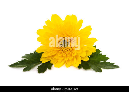 Crisantemo giallo fiore isolato su sfondo bianco Foto Stock