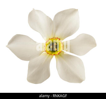 Il daffodils bianco(Narcissus poeticus) isolato su sfondo bianco Foto Stock