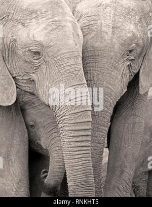 Gli elefanti africani con Baby, Addo Elephant Park, Sud Africa Foto Stock