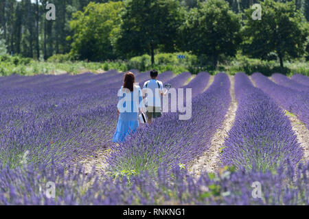 Coppia di turisti cinesi in un campo di lavanda in Grignan.Caption locale *** Foto Stock