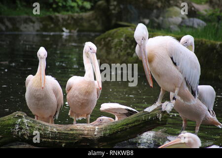 Grande gruppo di pelicani bianchi americani che predicano in acqua Foto Stock