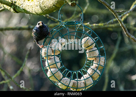 Un comune starling (Sturnus vulgaris) su un grasso alimentatore a sfera Foto Stock