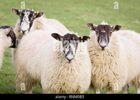 Inghilterra del nord o nord paese mulo pecore di razza incrociata tra una pianura ram e una pecora Swaledale per produrre hardy prole con buona lana e carne Foto Stock