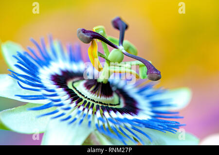 Close-up immagine della bella estate fiore di Passiflora caerulea, il blu di passiflora, bluecrown passiflora o comuni o fiore della passione Foto Stock