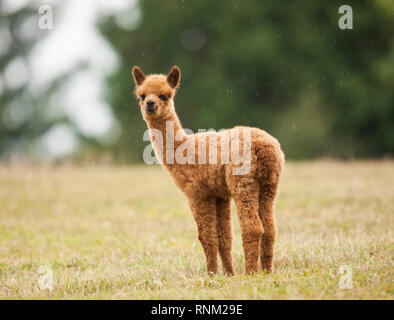 Alpaca (Vicugna pacos). Cria in piedi su un prato. Germania Foto Stock