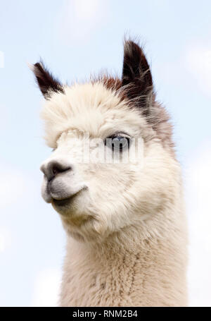 Alpaca (Vicugna pacos), ritratto di adulto. Germania Foto Stock