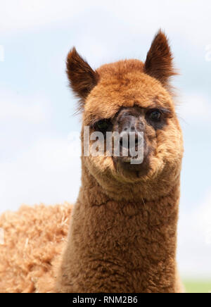 Alpaca (Vicugna pacos), ritratto di adulto. Germania Foto Stock