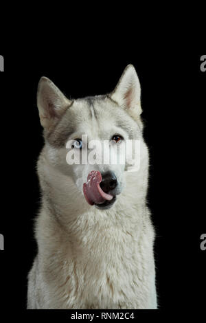 Siberian Husky. Ritratto di cane adulto contro uno sfondo nero, leccare il suo naso. Germania Foto Stock