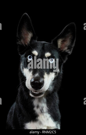 Alaskan Husky. Ritratto di cane adulto contro uno sfondo nero. Germania Foto Stock