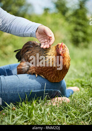 Welsummer pollo. Hen seduta sul giro, essendo petted. Germania Foto Stock