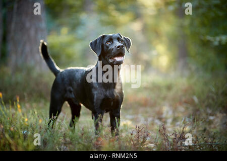 Mixed-razza cane (Labrador Retriever x ?). Nero permanente degli adulti in una foresta. Germania Foto Stock