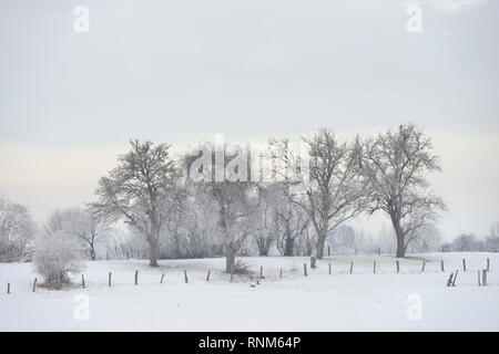 Trasformata per forte gradiente smerigliati alberi e cespugli nelle zone rurali che circondano su Bislicher Insel / Bislicher isola, vista tipica, regione del Basso Reno, North Rhine Westfalia, Ger Foto Stock