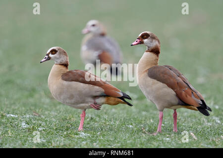 Oche egiziane / Nilgaense (Alopochen aegyptiacus) coppia in inverno con un terzo giovane uno in background, in piedi sul frosty terreni agricoli, la fauna selvatica, Europa Foto Stock