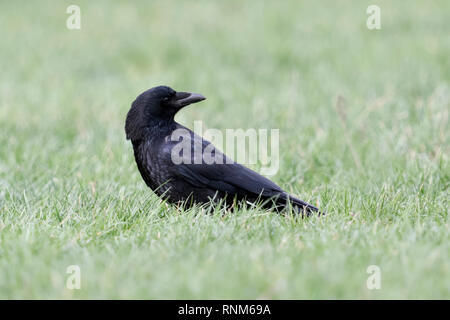 Carrion Crow / Rabenkraehe ( Corvus corone ) seduta sul terreno in erba, molto attenti, timido e intelligente di uccello, girando intorno, guardando, wildli Foto Stock