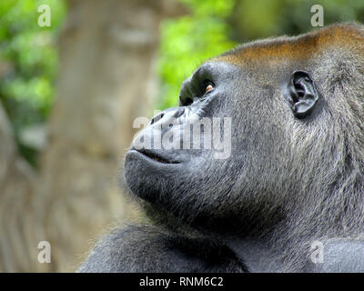 Adulto Gorilla - ritratto di close-up di una grande ape Foto Stock