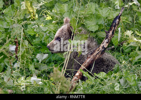 Brown Bear Cub - Ursus arctos Foto Stock