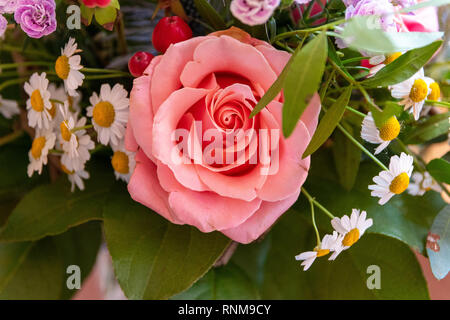 Fioritura rosa rosa Foto Stock