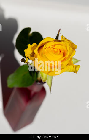 Rosa gialla in un vaso rosso Foto Stock