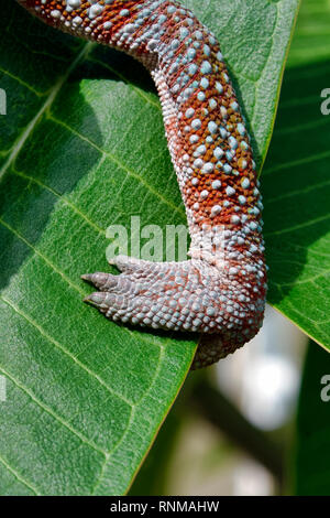 Piedi di panther chameleon (maschio) - Furcifer pardalis Foto Stock