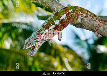 Panther chameleon (maschio) - Furcifer pardalis Foto Stock